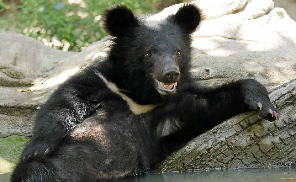 One of the rescued bears, Cyril Sunshine, relaxes in the sun. One of the rescued bears, Cyril Sunshine, relaxes in the sun.